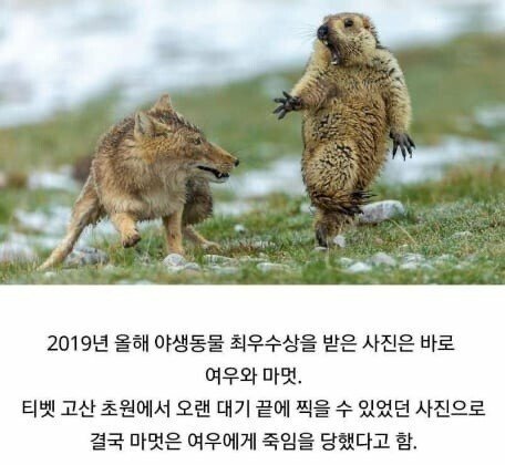 2019 동물사진 최우수 수상 작품들 관련 이미지 1