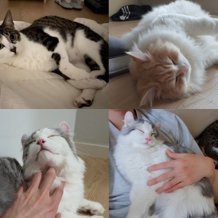 인기 유튜버 갑수목장, 동물 관련 이미지 4