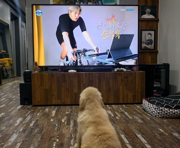 배우 박은석 강아지, 관련 이미지 4