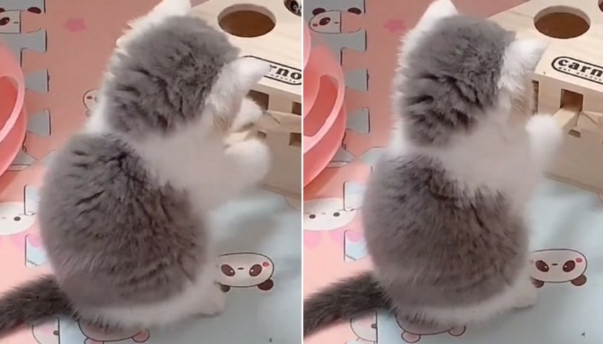 만지고 싶은 고양이 뒤태 모음 관련 이미지 2