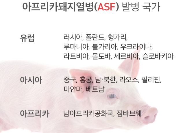 아프리카돼지열병, 전국 누적 41건 검출! 관련 이미지 2