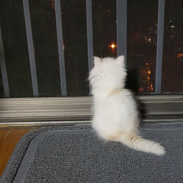 만지고 싶은 고양이 뒤태 모음 관련 이미지 1
