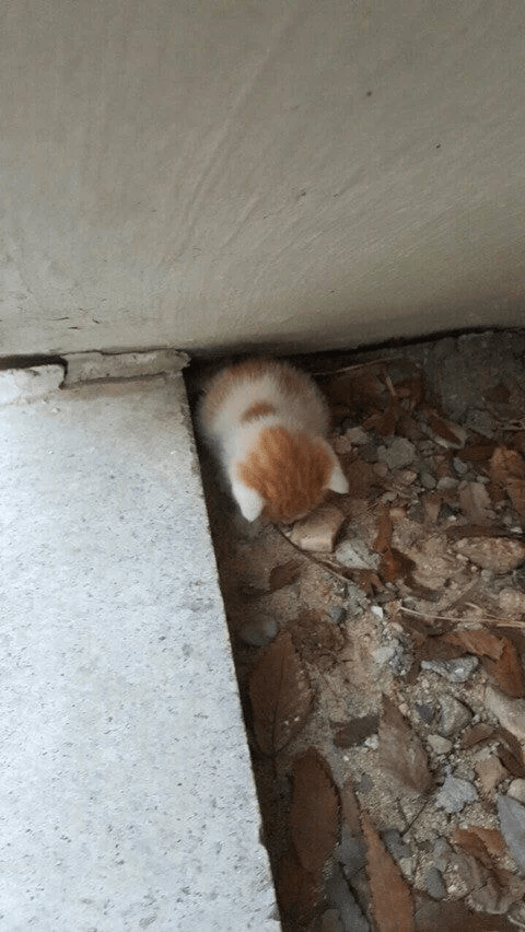 만지고 싶은 고양이 뒤태 모음 관련 이미지 7