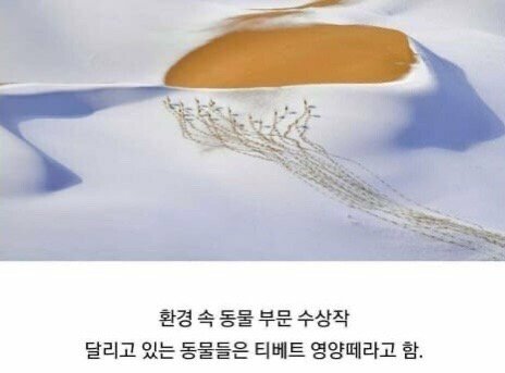 2019 동물사진 최우수 수상 작품들 관련 이미지 8