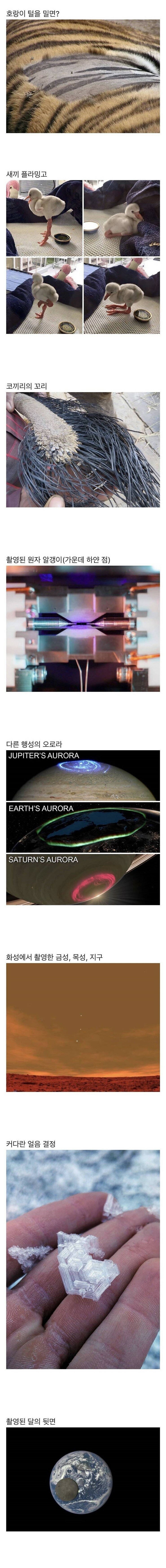 보기 힘든것들 모음 관련 이미지 1