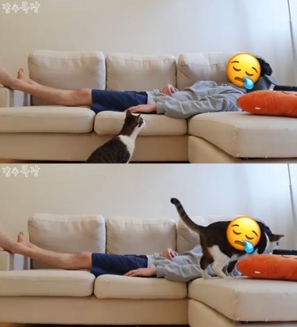 유튜버 갑수목장, 관련 이미지 1