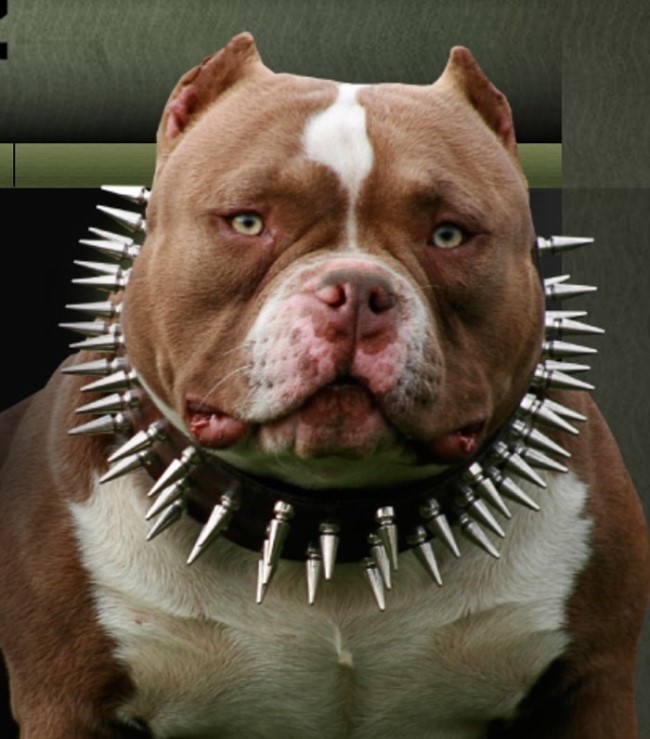 훈련사 강형욱, 관련 이미지 3