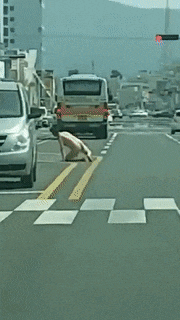 울산 터미네이터 등장!(영상) 관련 이미지 2