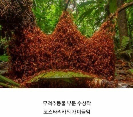 2019 동물사진 최우수 수상 작품들 관련 이미지 6