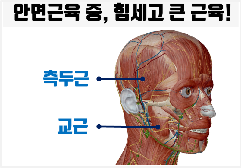이갈이 보톡스 효과는 언제부터? 꼭 알아야 할 핵심 포인트 관련 이미지 2