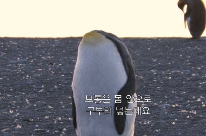 펭귄 특징 관련 이미지 1