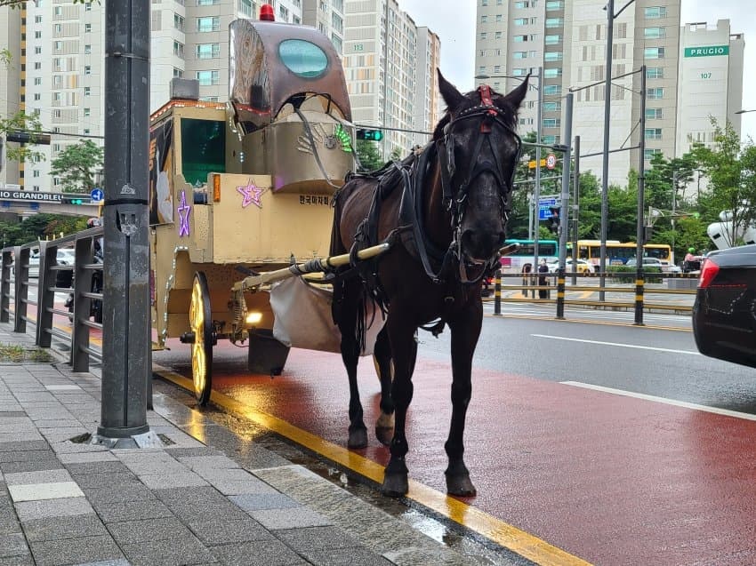 카카오게임즈 우마무스메 시위 근황, 판교에 마차 출몰! 관련 이미지 4
