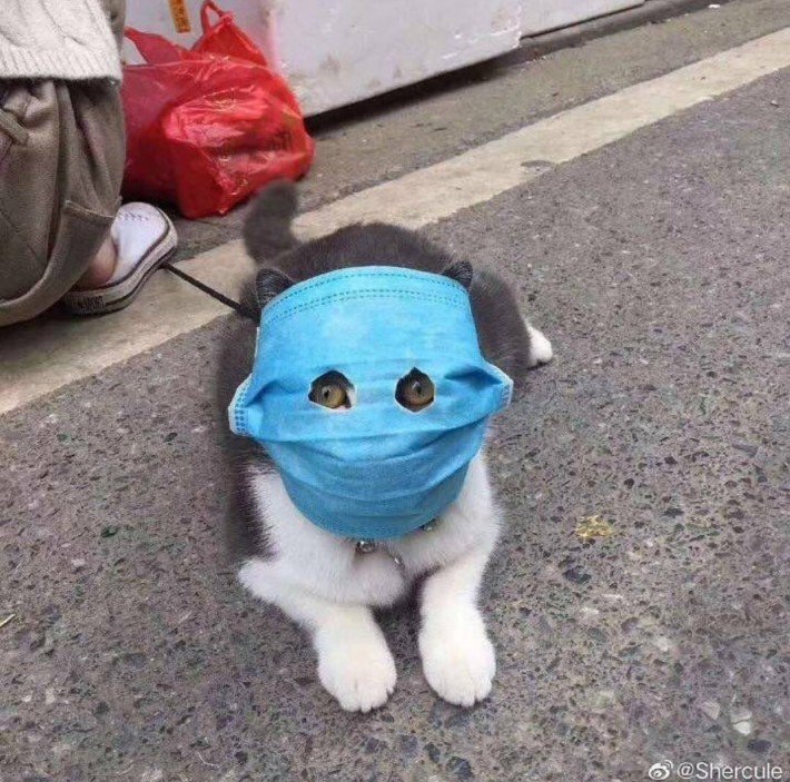 코로나19, 사망자 2117명..국내 관련 이미지 1