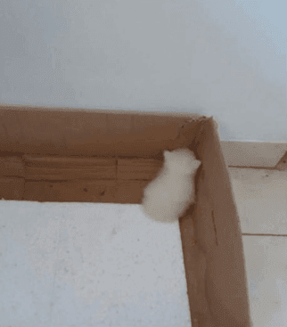 만지고 싶은 고양이 뒤태 모음 관련 이미지 5