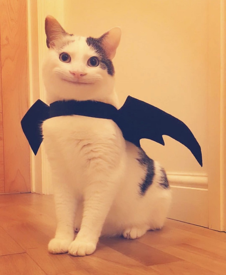 예의바른 고양이 근황 관련 이미지 4