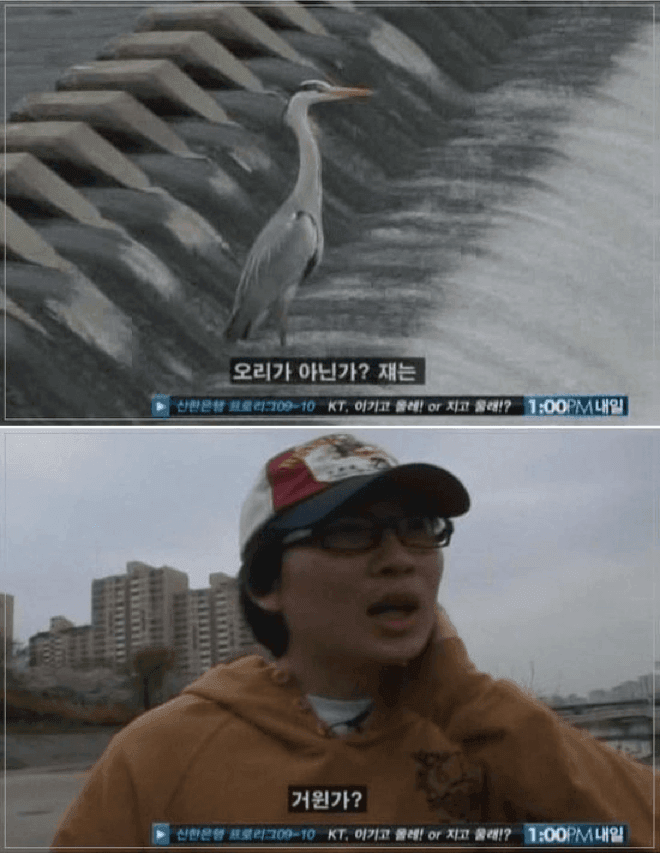 오리 관련 이미지 2