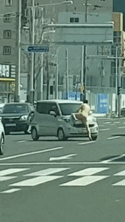 울산 터미네이터 등장!(영상) 관련 이미지 3