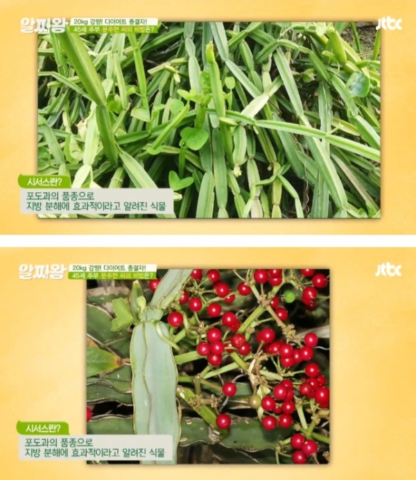다이어트 직빵! 시서스 가루 효과와 부작용에 대하여 모든 정보 관련 이미지 4