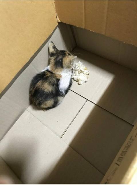 만지고 싶은 고양이 뒤태 모음 관련 이미지 8