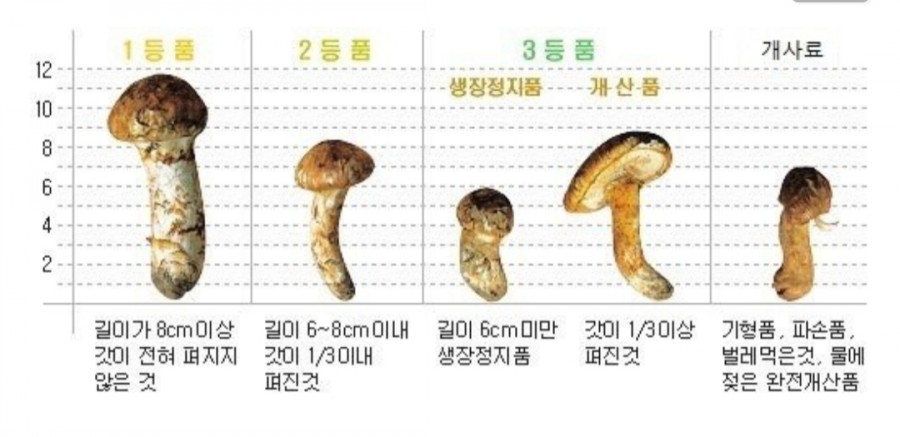 송이버섯 등급표 관련 이미지 2