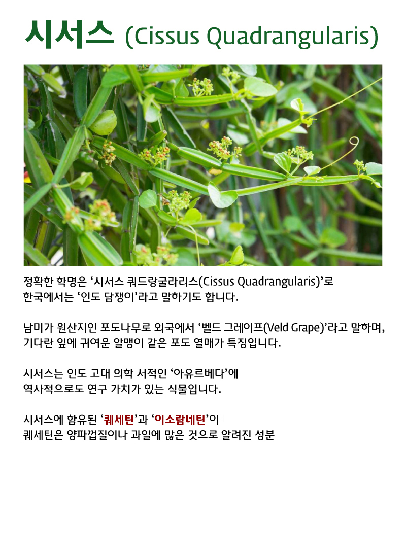 다이어트 직빵! 시서스 가루 효과와 부작용에 대하여 모든 정보 관련 이미지 7