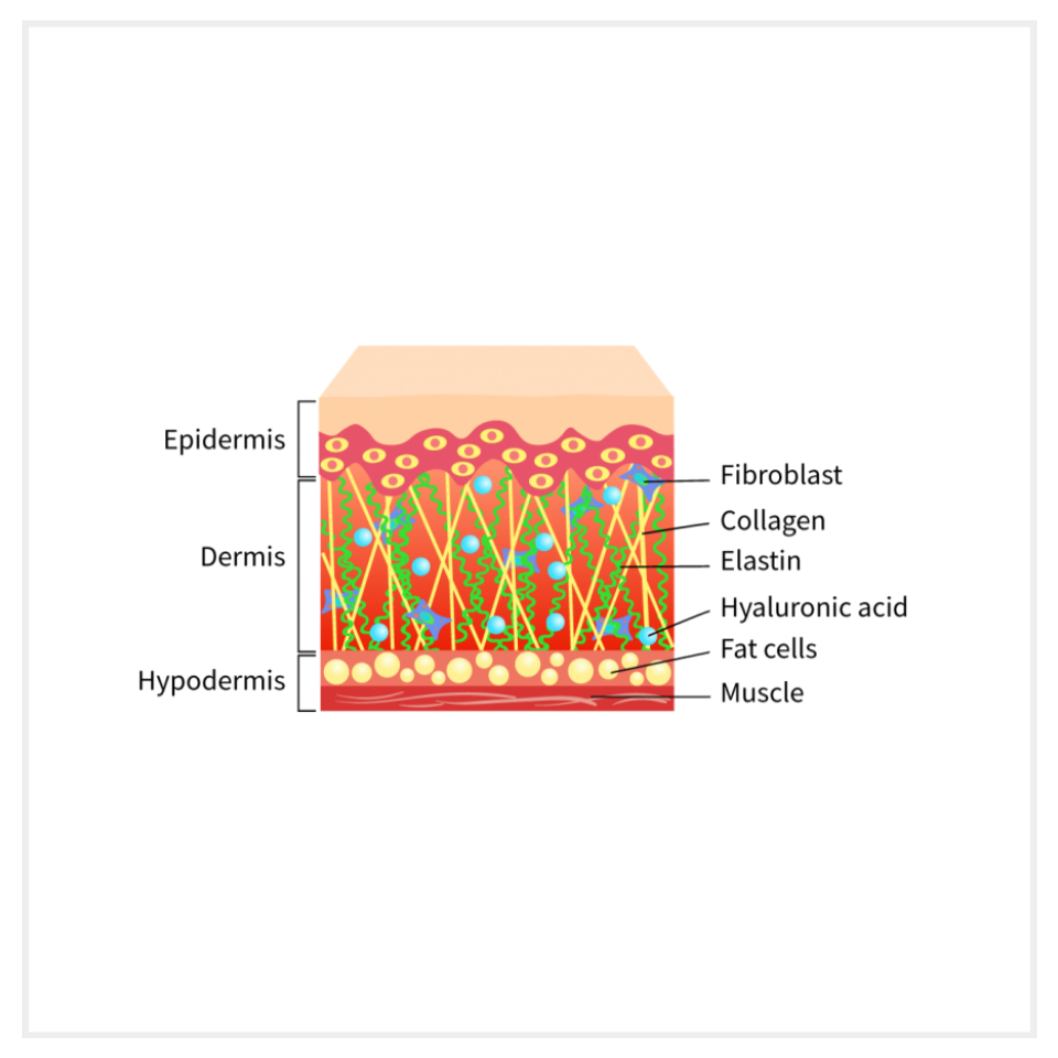 스킨보톡스 효과가 갈리는 이유, 가격보다 중요한 것 관련 이미지 3
