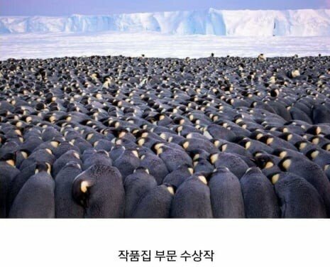 2019 동물사진 최우수 수상 작품들 관련 이미지 3