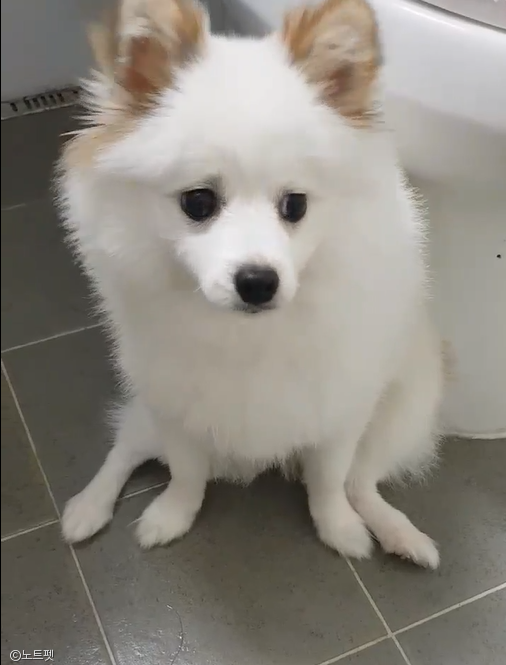 강아지 코로나, 홍콩서 강아지 관련 이미지 1