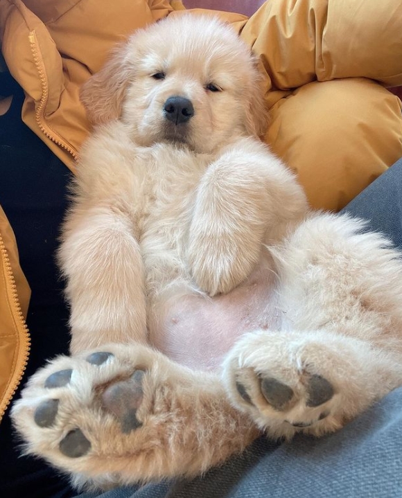 배우 박은석 강아지, 관련 이미지 5