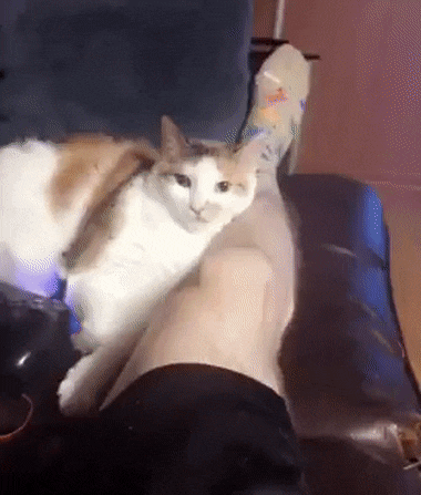 귀여운 고양이 관련 이미지 1