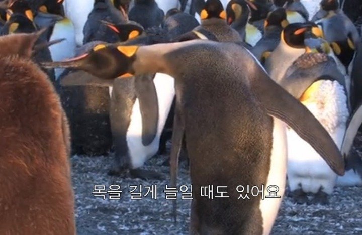 펭귄 특징 관련 이미지 2