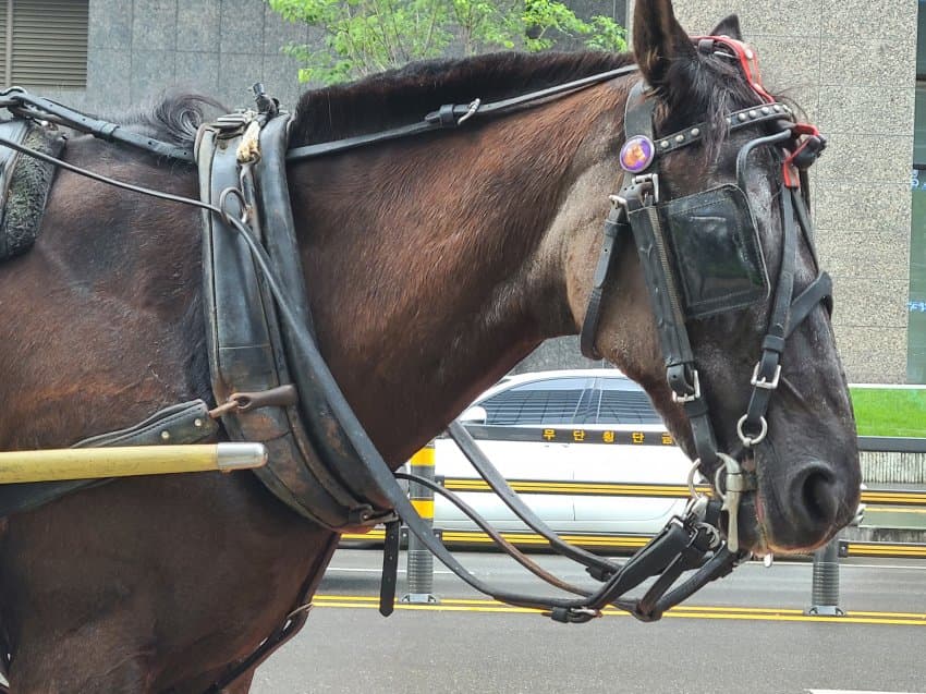 카카오게임즈 우마무스메 시위 근황, 판교에 마차 출몰! 관련 이미지 2