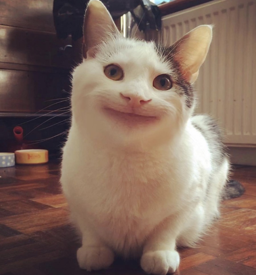 예의바른 고양이 근황 관련 이미지 2