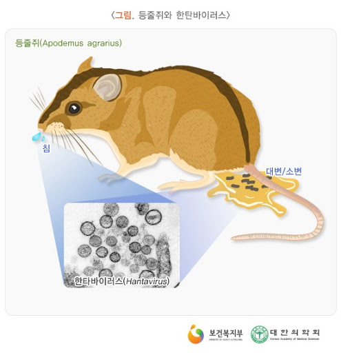 한타바이러스, 관련 이미지 3