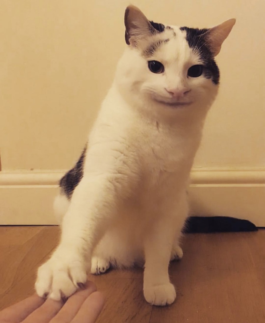 예의바른 고양이 근황 관련 이미지 8
