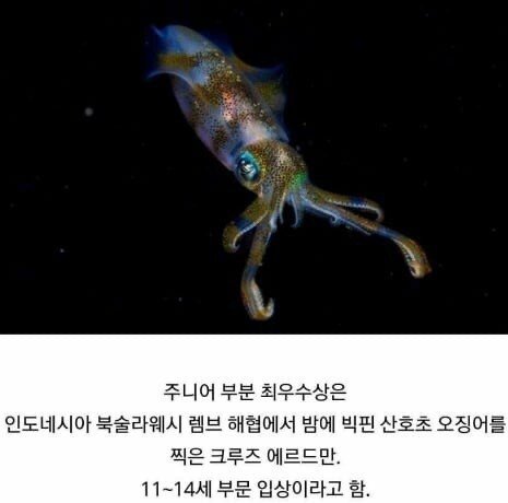 2019 동물사진 최우수 수상 작품들 관련 이미지 5