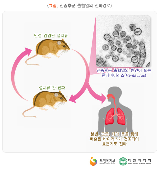 한타바이러스, 관련 이미지 2