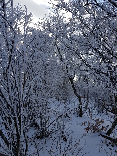 늦가을 오대산 산행, 올해 첫눈을 보고 힐링했어요!! 관련 이미지 31