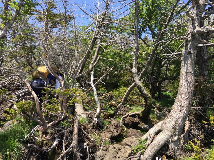 제주도 힐링여행 이야기 : 한라산의 정상 백록담까지 등정 성공!! 관련 이미지 19