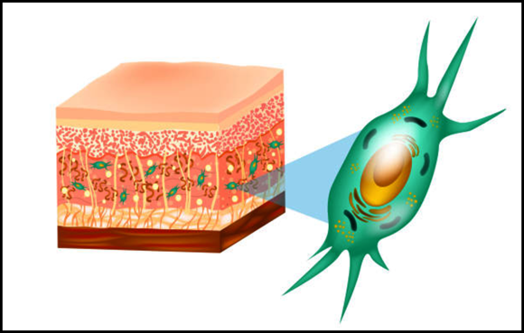 Does Omokgyo Rejuran Really Improve Your Skin? Let’s Look at the Research image 7