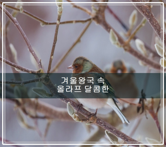 겨울 왕국 속 올라프 달콤한 단편 어드벤처 관련 이미지 1