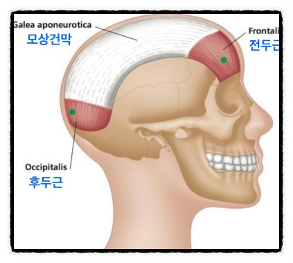 Yangcheon-gu Botox: Can Forehead Wrinkles Be Smoothly Smoothed Out? image 4