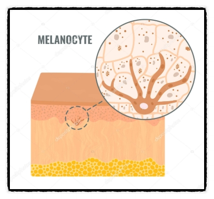 Can Upper-Lip Hair Be Cleanly Removed with Mokdong Hair Removal? <Doctor's Answer> image 3