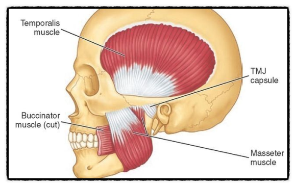 A Complete Overview of the Basic Concepts You Should Know Before an O목교역 Botox Procedure image 7