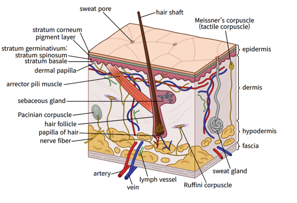 Looking Into Mokdong InMode Lifting Results? We’ll Explain With Objective Journal Data image 1