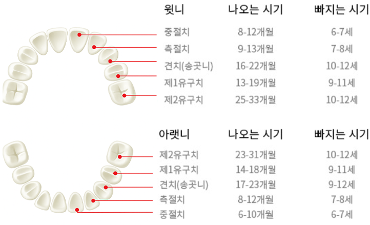우리 아이 치아 성장 과정 가락시장역 치과 에서 알려주는 소아 유치 빠지는 순서 영구치 나는 시기 관련 이미지 1