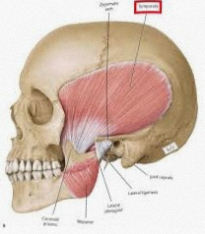 입 벌릴 때 불편하다면? 이갈이로 인한 통증 턱관절 증상 보톡스가 필요한 이유 가락동 치과 관련 이미지 2