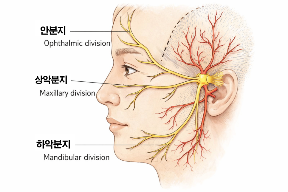 갑자기 얼굴에 찌릿한 날카로운 통증 치아 원인이 아니라면 삼차신경통 의심 문정동 치과 에서 알아보는 치료 방법 관련 이미지 3