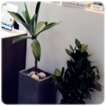 명동치과 걱정없이 편안하게 상실된 부분 해결! 관련 이미지 19