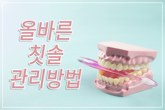칫솔세균을 막는 방법 관련 이미지 1